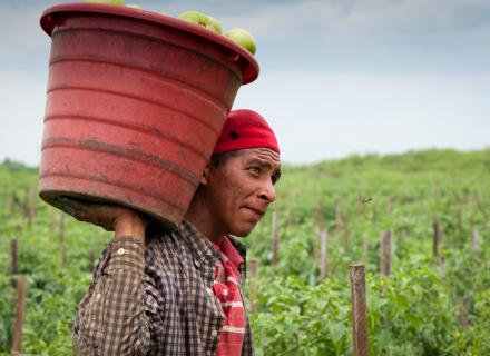Trabajador agrícola carga producto cosechado en un balde a sus espaldas